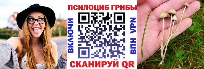 Галлюциногенные грибы Psilocybine cubensis  Купить  Красноуфимск 